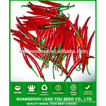 NP271 Guoren chinesische Hybrid Paprika Samen Produzent